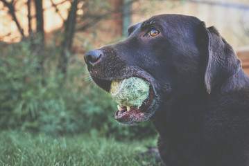 Chocolate Lab with Tennis Ball