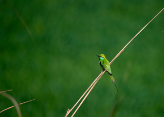 Little green bee eaters  perched 