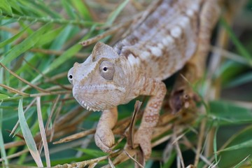 bearded dragon lizard