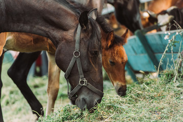 selective focus of horse in harness and cub eating hay on farm
