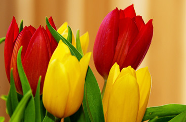 Tulpen