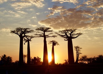 Fototapeta na wymiar sunset in the avenue of Baobabs near Morondava in Madagascar. Amazing African landscape.