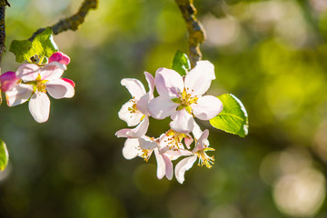 apple blossoms in the sunlight, close-up