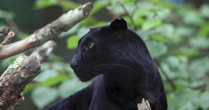 Black panther in the forest