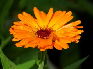 English marigold flower with dark natural background