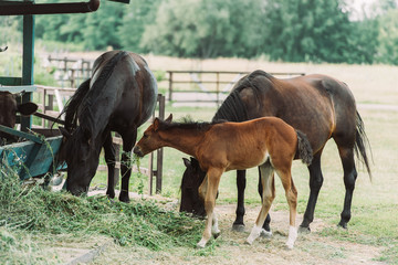 Naklejka na ściany i meble brown horses with cub eating hay on ranch