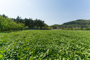 Ulleung, South Korea - 04.27.2020 - Basin on Ulleung island