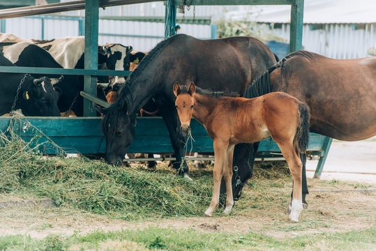 Brown Horses With Colt Eating Hay On Farm Near Cowshed