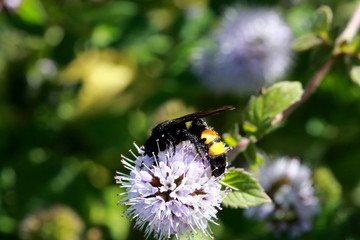 Scolia hirta ou guêpe solitaire