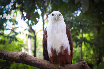 red tailed hawk