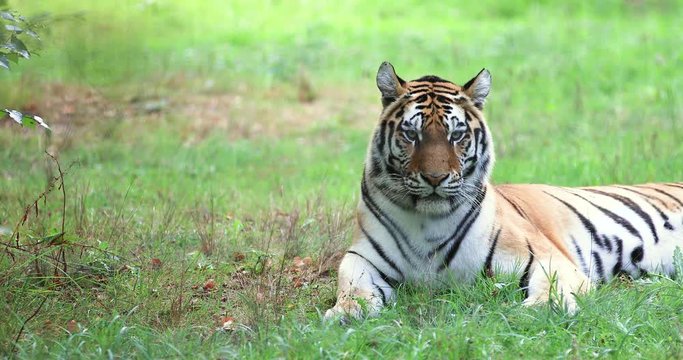 Tiger sitting in the forest