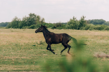 side view of brown horse running on grassy pasture, selective focus