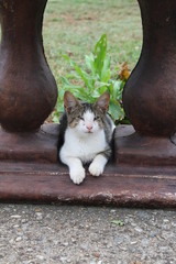 cat in the garden