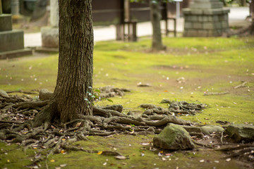 Fototapeta premium tree in the park