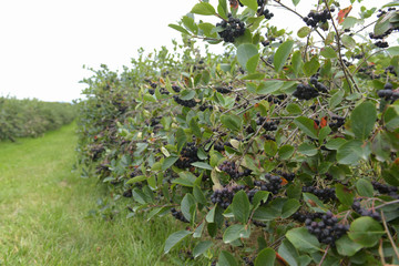 Aroniabeeren am Strauch - Aronia  melanocarpa