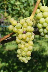 One bunch of juicy white grapes just before the harvest