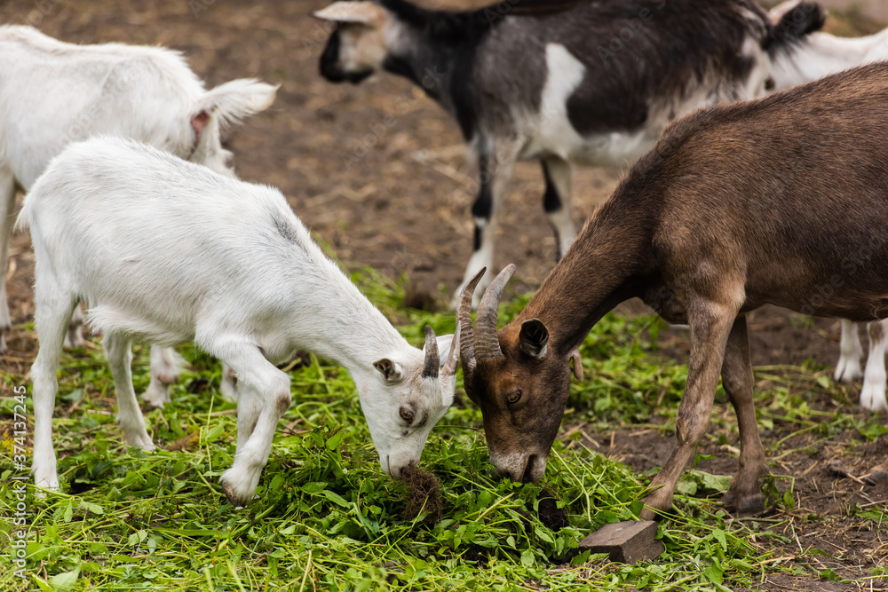 Wall mural selective focus of brown goat and white cub eating grass on farm