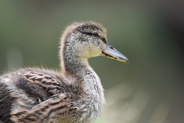 fluffy duckling headshot 