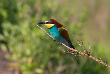 European bee-eater, merops apiaster. In the early morning the bird sits on a beautiful old dry branch.
