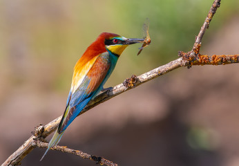 European bee-eater, merops apiaster. In an early sunny morning, the bird sits on a beautiful branch and holds a dragonfly in its beak.