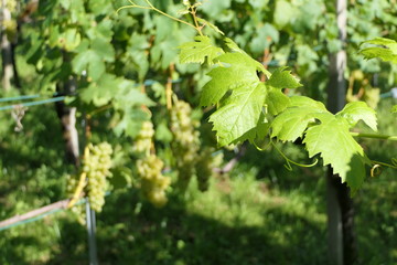 Vineyard full of vines and a sunlit vine leaf in the foreground