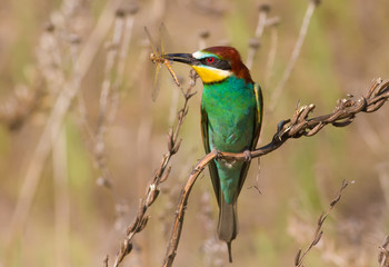 European bee-eater, merops apiaster. In an early sunny morning, a bird sits on a plant stem and holds a dragonfly in its beak.