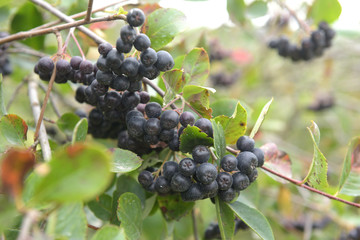 Aroniabeeren am Strauch - Aronia  melanocarpa