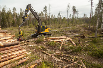 An industrial harvester collects logs from a felling in a pine forest