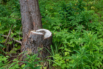 Sawn tree trunk. The wood was cut into stumps in the forest. Firewood from the sawed pine trees lie on the ground.