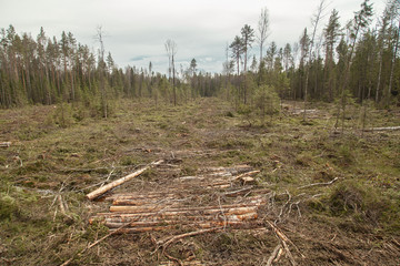 Forest after felling