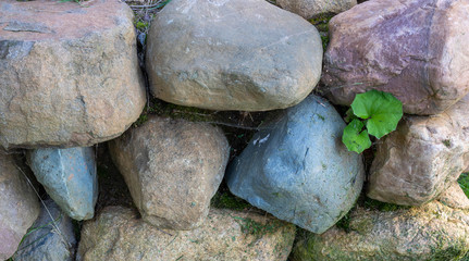 A burdock leaf grows in the cobblestone wall