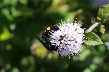 Scolia hirta ou guêpe solitaire