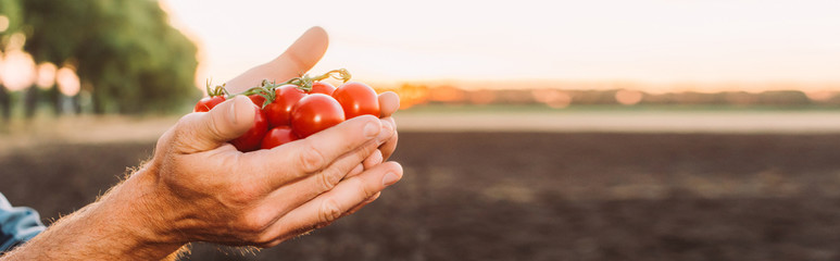 cropped view of farmer holding ripe cherry tomatoes in cupped hands, website header