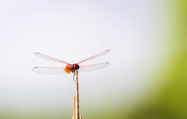 dragonfly on a green background