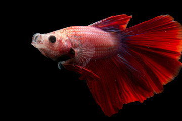 Fototapeta premium siamese fighting fish isolated on black