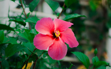 Fleur hibiscus hawaiian en macro prise &agrave; Lom&eacute;, capitale du Togo