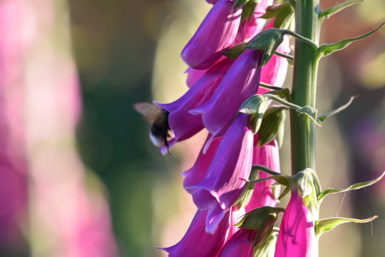 Bee In Pink Foxglove