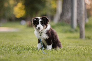 funny and cute portrait puppy Aussies or Australian shepherd,