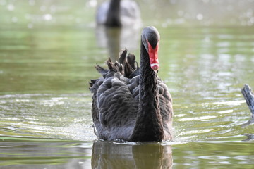 Swan on a pond.