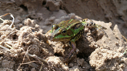 Toad / frog sits alone on sand macro close up