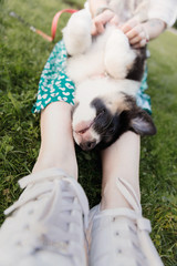 Little dog with owner spend a day at the park playing and having fun