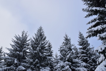 Snow covered pine trees.