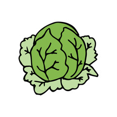 Cabbage hand drawn vegetables icon