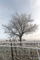 Grape vines and walnut tree in frost