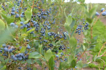 Heidelbeeren - Blaubeeren am Strauch