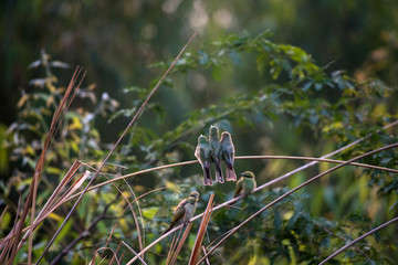 Little green bee eaters on the branch 