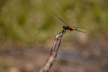 libélula roja descansando sobre la rama de un árbol