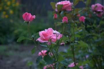 pink flowers in the garden