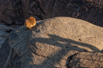 Hyrax on a rock at the Augrabies Waterfalls