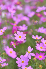 Obraz premium 咲き誇るコスモス